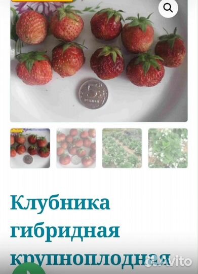 Клубника гибридная