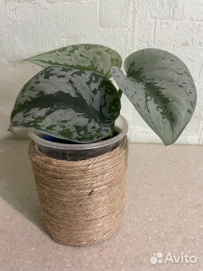 Сциндапсус