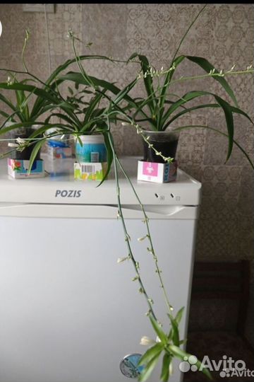 Хлорофитум