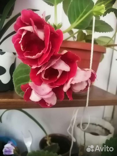 Глоксиния махровая