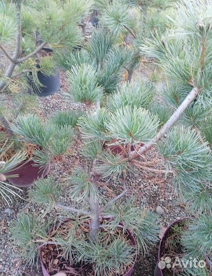 Сосна (schoon's bonsai) шунс бонсай с 5л