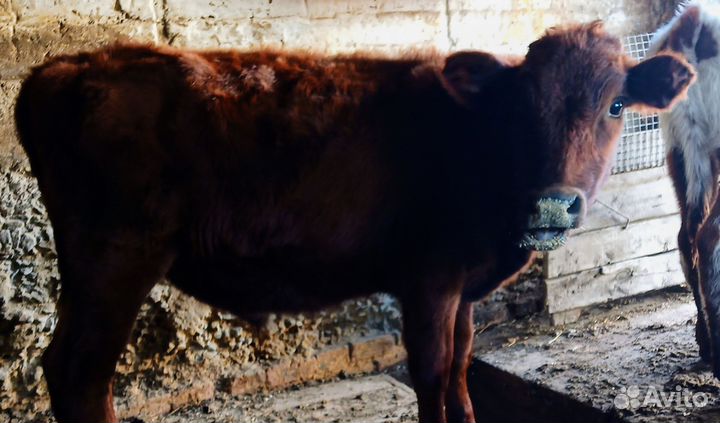 Бычки и телята