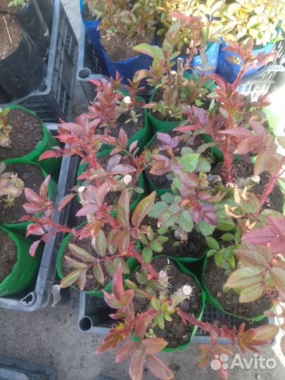 Продаю розы петуния георгины