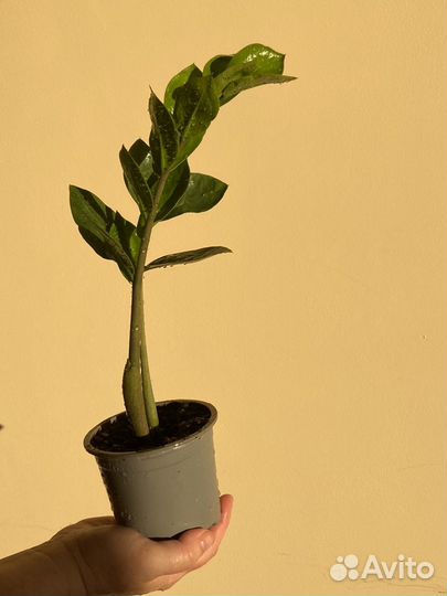 Замиокулькас