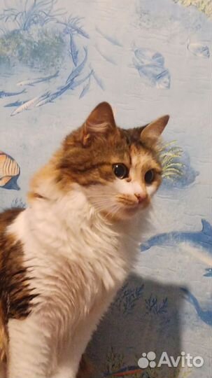 Кошка в добрые руки