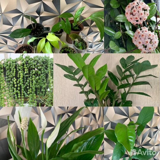 Отростки комнатных цветов