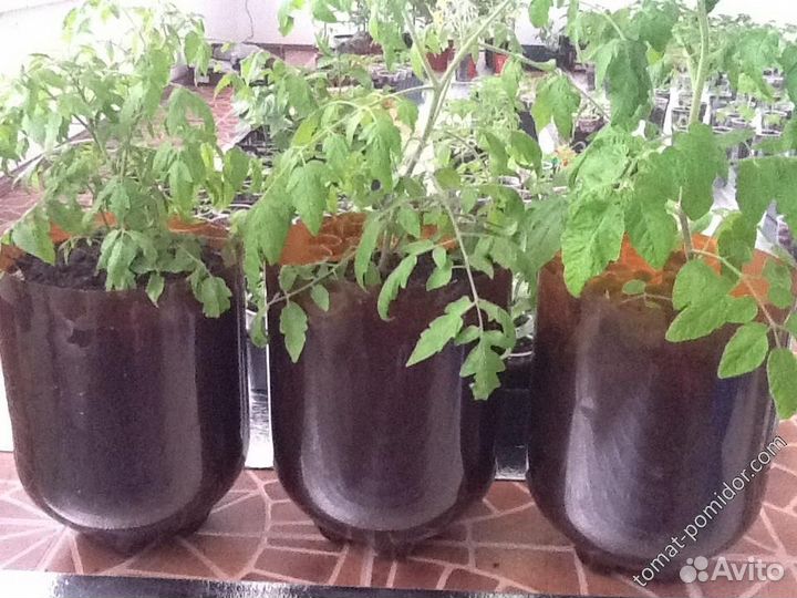 Кега пластиковая 30л