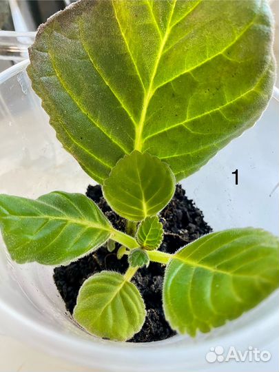 Глоксиния отростки с клубнями. Бордовая