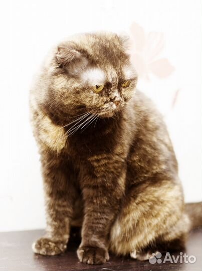 Аристократка)