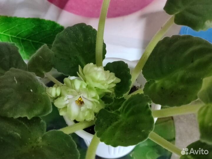 Фиалка, филодендрон Бразил