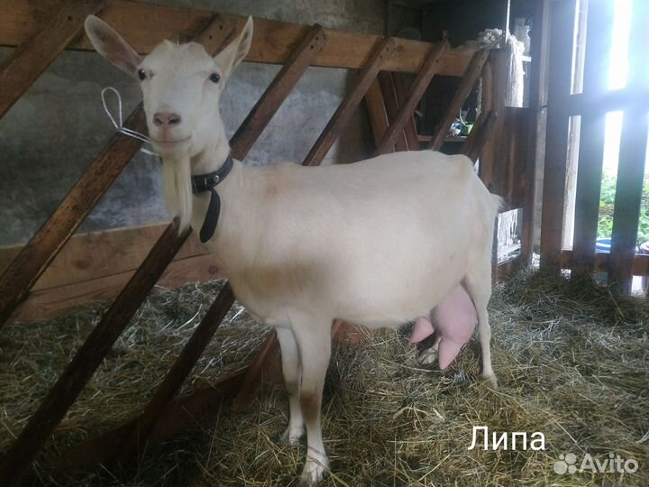 Зааненская, альпийская дойная коза, козочка 8 м