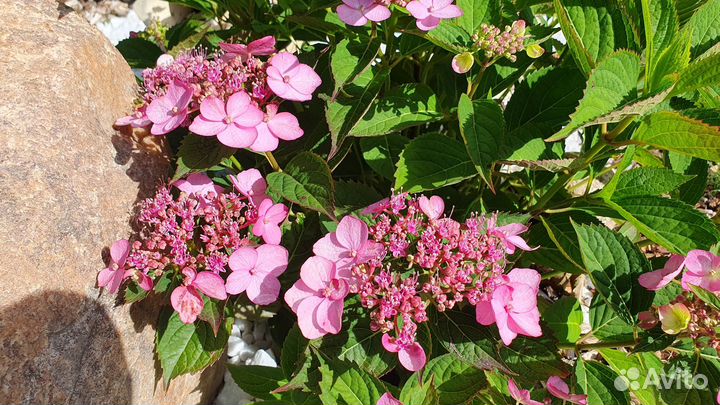 Гортензия. Пион. Пиретрум