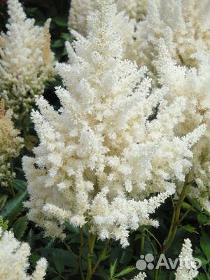 Астильбы сортовые (с зкс)