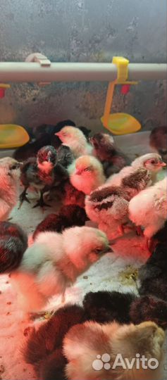 Цыплята суточные несушки породистые