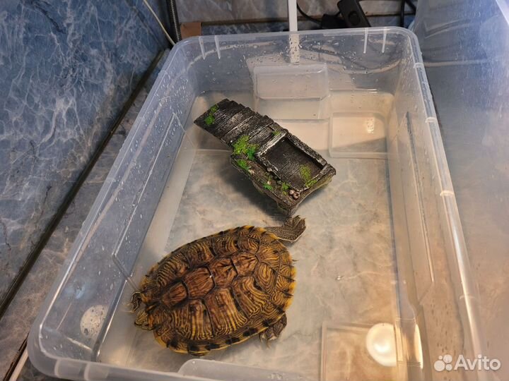 Отдадим 2х красноухих черепах