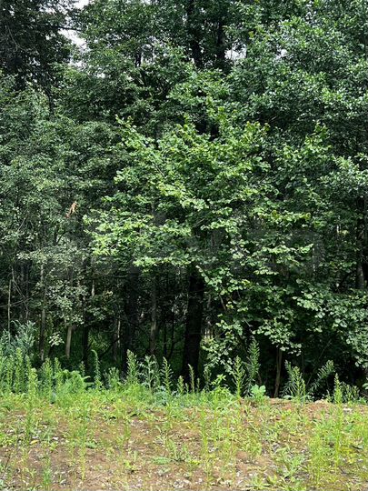 Участок 11,5 га (ИЖС)