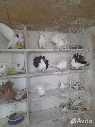 Голуби павлины