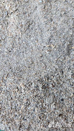 Ракушка морская