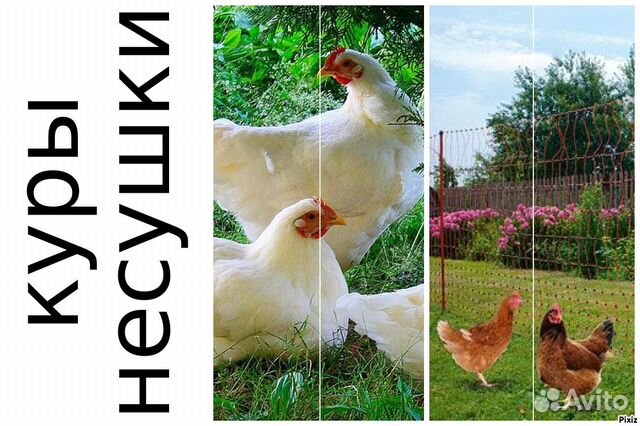 Курочки в ассортименте