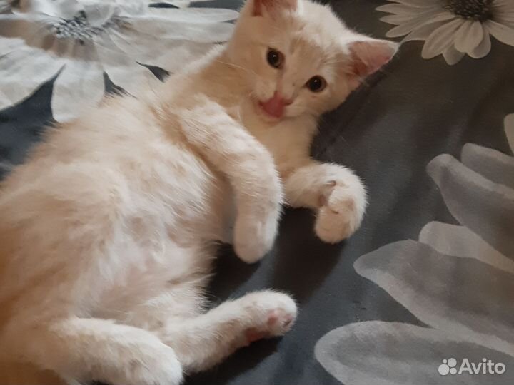 Котенок (мальчик)