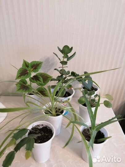 Набор цветов из 3 штук