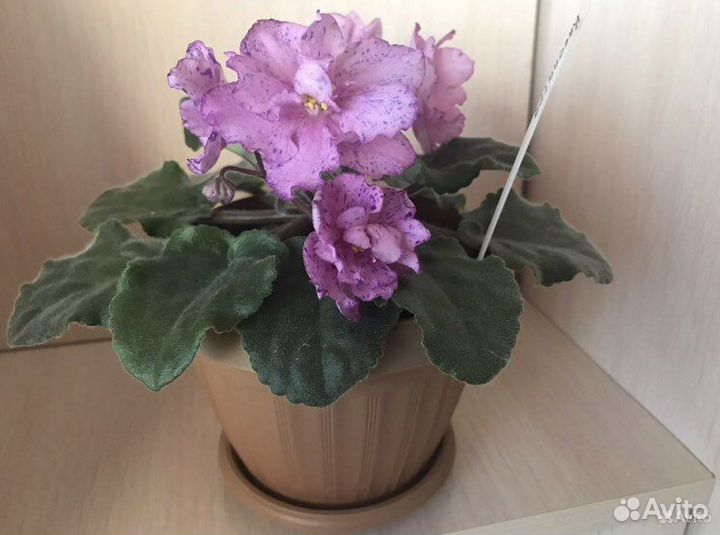 Фиалки лот