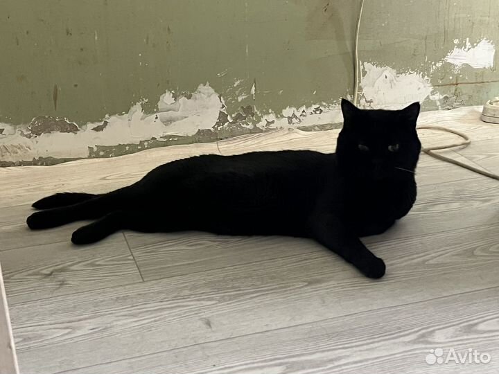 Кот бесплатно