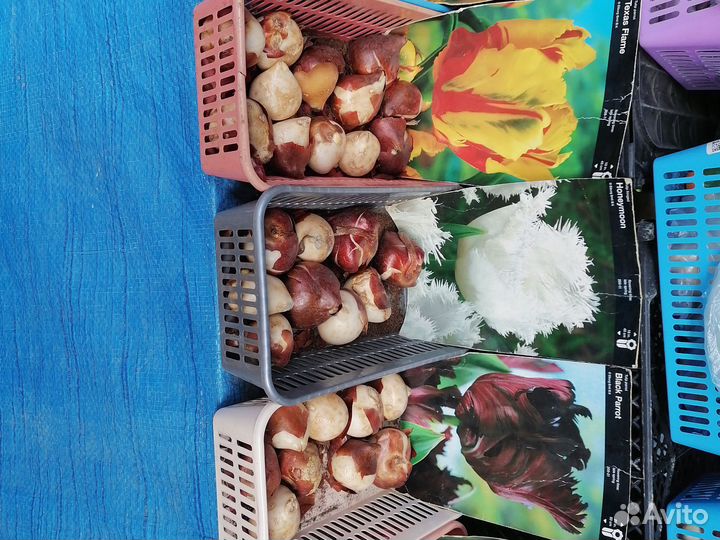 Луковицы тюльпанов