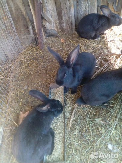 Кролик,обмен на зерно(пшеница, ячмень)