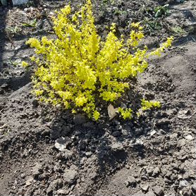 Спирея японская и е, спирея Шампань, сп.ро