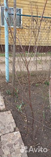Саженцы вишни