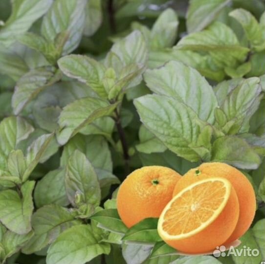 Мята Granada (апельсиновый аромат )