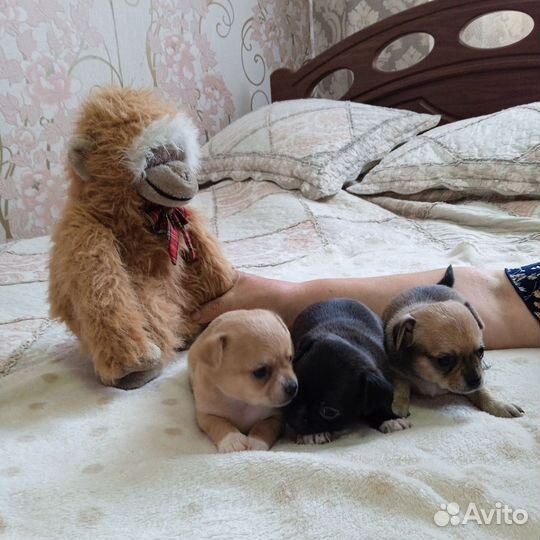 Щенки чихуахуа