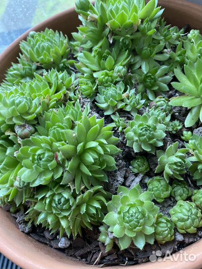 Эхеверия каменная роза