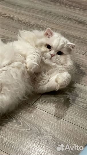 Шотландский кот вязка