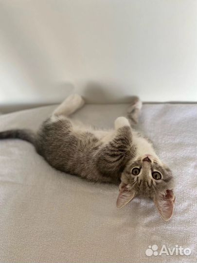 Котята малыши ищут дом