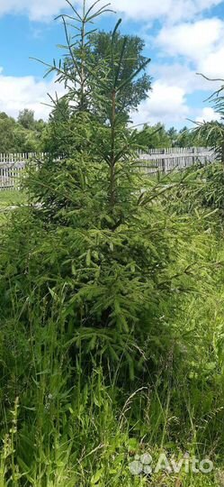 Ель сосна берёза липа дуб клён