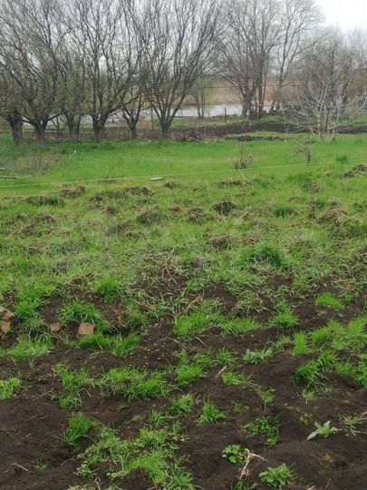 Участок 16,5 сот. (ИЖС)