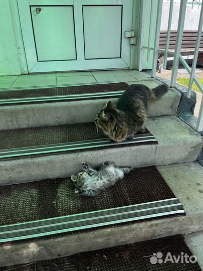 Котенок ищет дом