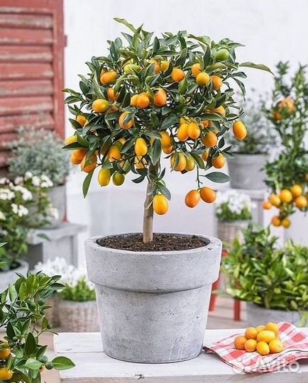 Цитрус кумкват Н75