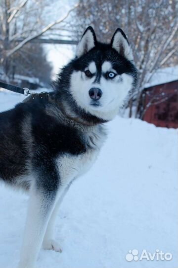 Хаски в добрые руки