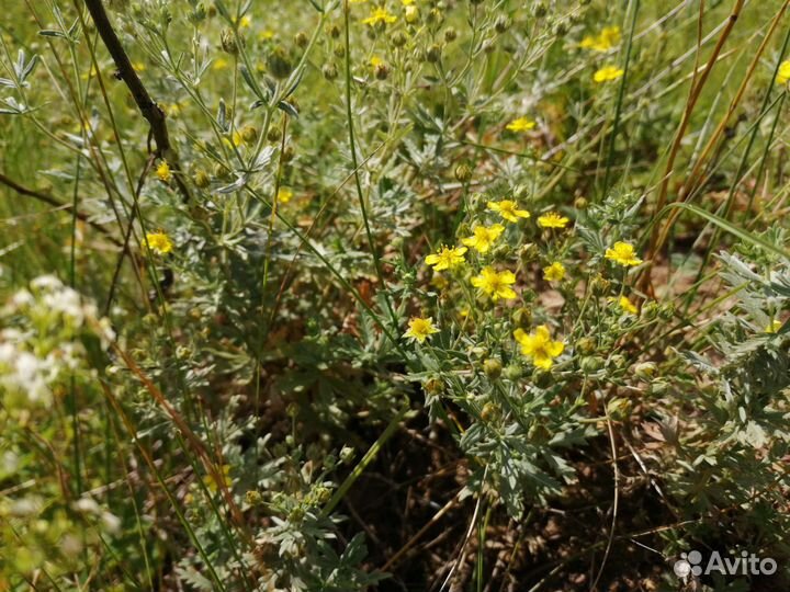 Лапчатка серебристая (горлянка) трава сушеная 50г