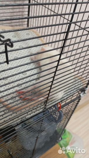 Продам крыс