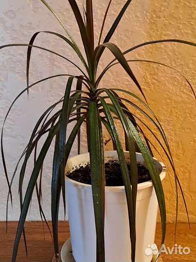 Драцены 2 сорта, фикус Голден Кинг