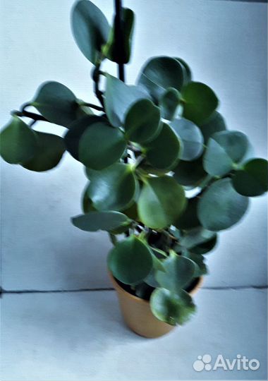 Цветок-растение комнатный 
