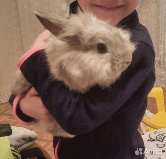 Кролик Барсик