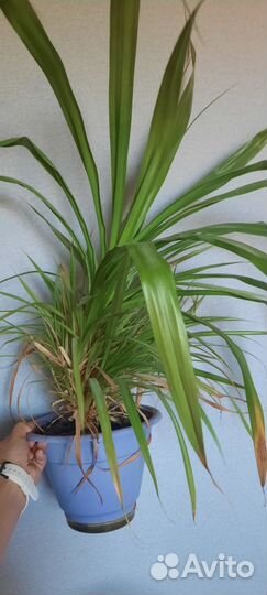 Драцена панданус отдам