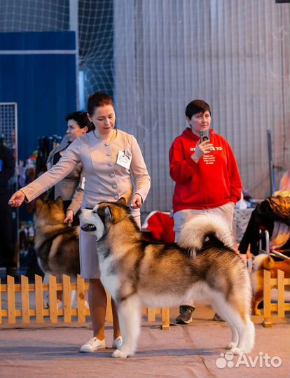 Щенки Маламута