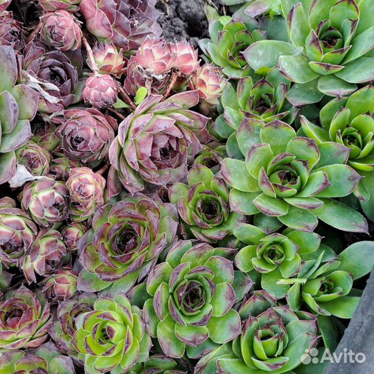 Молодило каменная роза