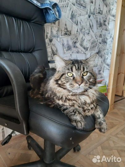 Мейн-кун вязка